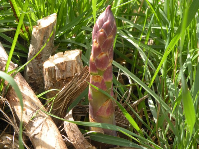 Asparagus Growing