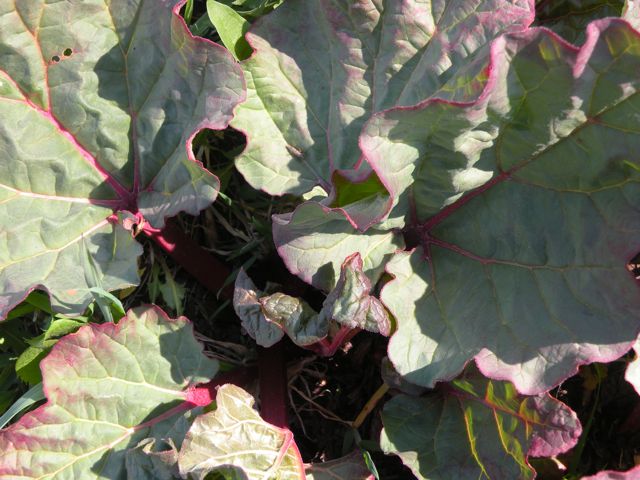 rhubarb