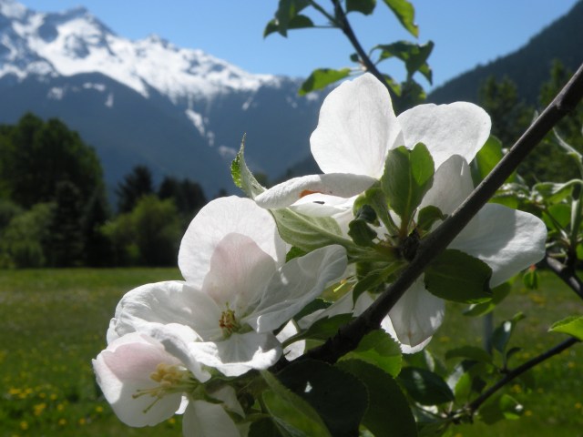 Apple Tree