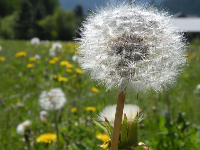 Dandelion in Bloom