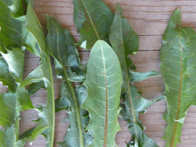 Dandelion Leaves