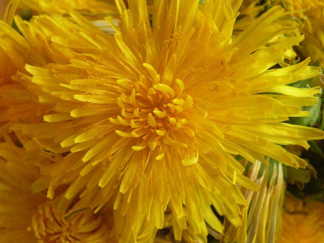 Morels appears in the spring when flowers are blooming.